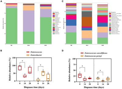 Enterococcus casseliflavus regulates amino acid metabolism in edible insect Clanis bilineata tsingtauica: a functional metagenomics study